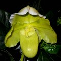 Paph. Green Champion (King of Sweden 'Crown' x Stone Lovely 'Lucky Pick')